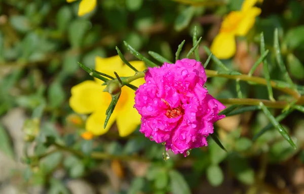 Musgo rosa en el jardín — Foto de Stock