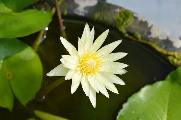 Žlutá lotus kvete vyprázdněte nádobu na vodu — Stock fotografie