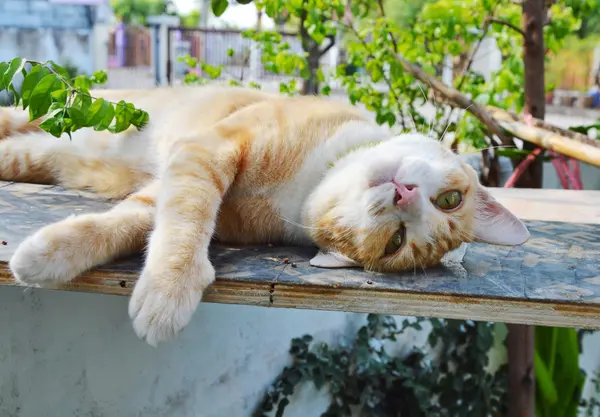 Gato jengibre sobre tabla de madera en el jardín —  Fotos de Stock