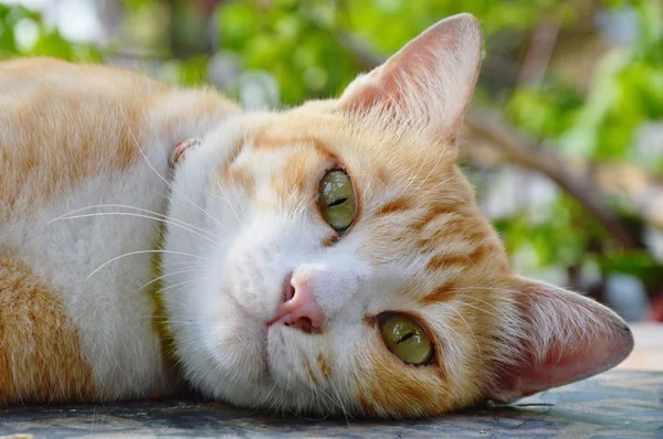 Retrato de jengibre gato en el jardín — Foto de Stock