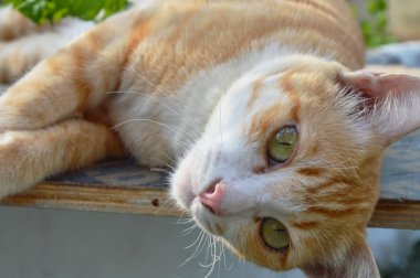zencefil kedi bahçe ahşap tahta başını asmak