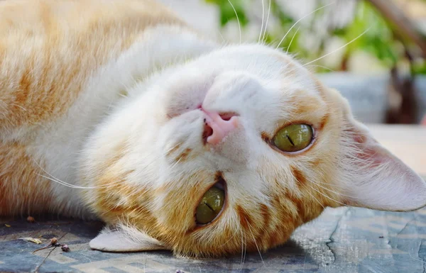 Gato de gengibre na prancha e moveu a cabeça de cabeça para baixo — Fotografia de Stock