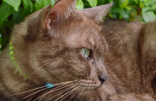 Braune Katze unter dem Baum im Garten — Stockfoto