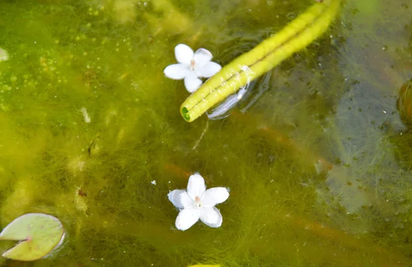 Квітка дикої води сливи падає на воду — стокове фото