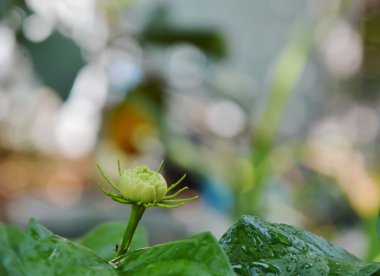 bahçede genç Yasemin