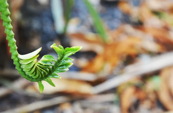 Slipper flower tropical plant in garden — Stock Photo, Image