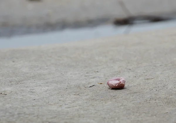 Tuggummi skrot split av någon dåligt uppförande på cement marken — Stockfoto