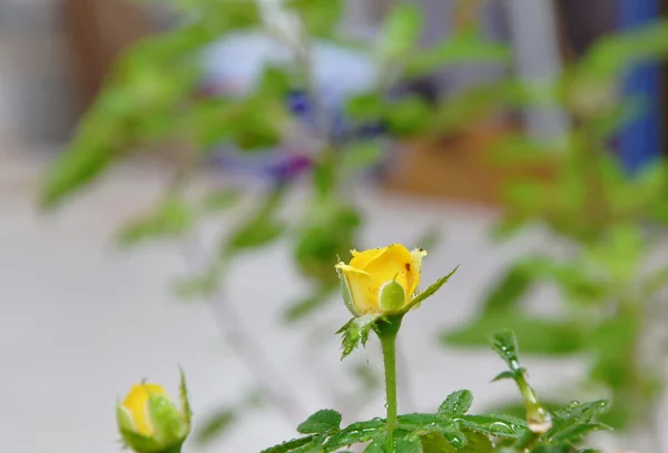 Rosa gialla che fiorisce in giardino — Foto Stock