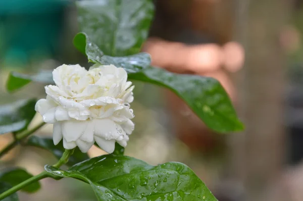 Jasmin blanc fleurissant dans le jardin arrière-cour — Photo
