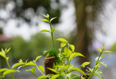 Yabani su Erik dördüncü yaprak bud kesim arka bahçe sonra