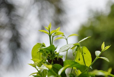 Yabani su Erik dördüncü yaprak bud kesim arka bahçe sonra