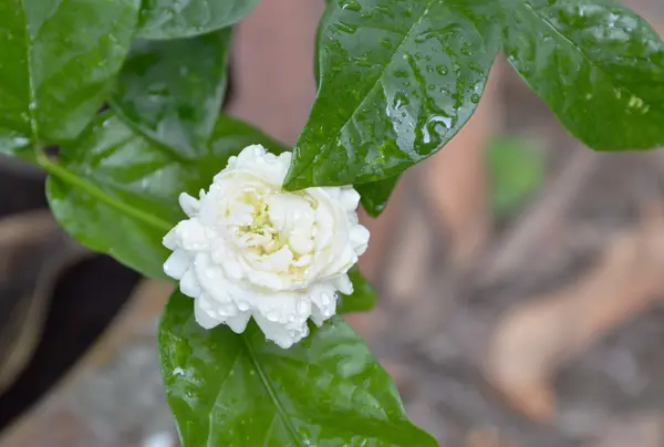 Jasmim branco florescendo no jardim — Fotografia de Stock