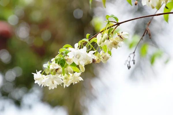 Wilde Pflaumenblüte blüht im Garten — Stockfoto