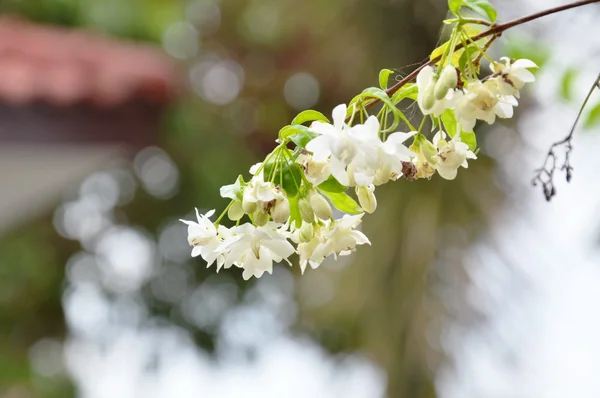 Wilde Pflaumenblüte blüht im Garten — Stockfoto