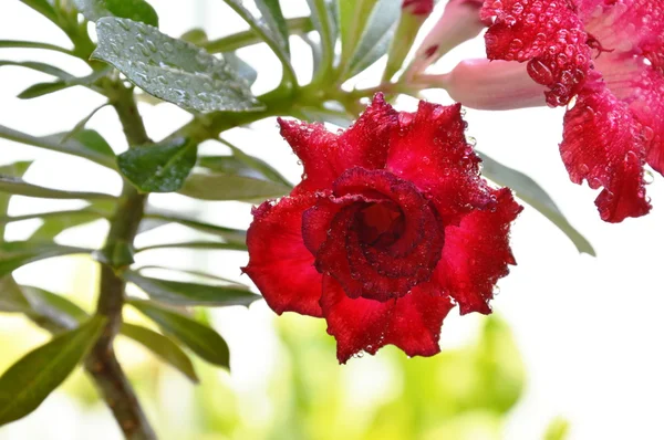 Vermelho deserto rosa florescendo no jardim do quintal — Fotografia de Stock