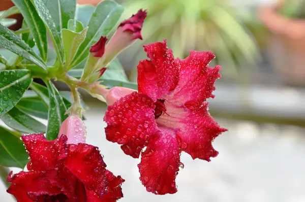 Красная роза пустыни цветет во дворе сада — стоковое фото