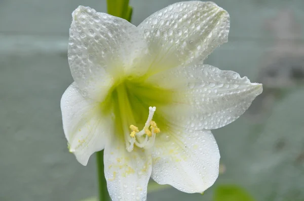White star lily blooming in garden — Stock Photo, Image
