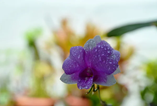 Фіолетова орхідея, що цвіте у саду на задньому дворі — стокове фото