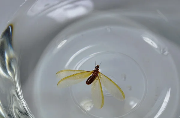 Gevleugelde termiet drijvend op het water — Stockfoto