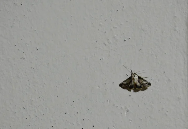 Nachtvlinder hangend aan witte muur in de nacht — Stockfoto