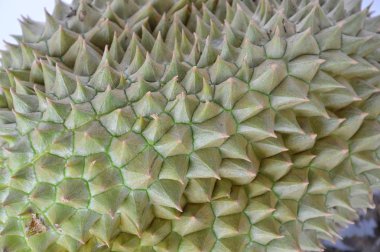 Durian dikenli doku ve arka plan