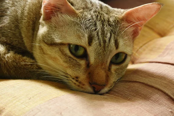 Gato Cinza Dormindo Rosto Retrato Travesseiro Casa Com Luz Solar — Fotografia de Stock
