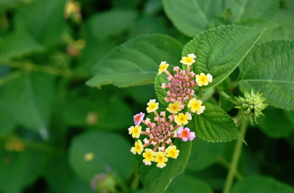 Lantana Színes Tropicl Virág Virágzik Kertben — Stock Fotó