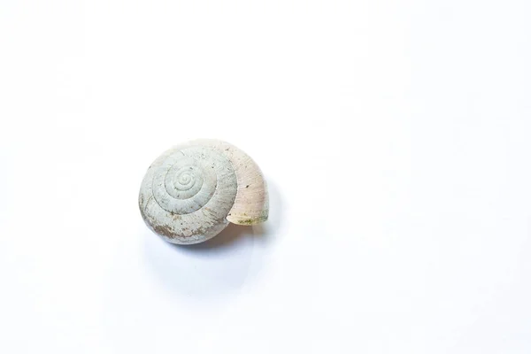 蜗牛壳在白色背景下死亡后 — 图库照片