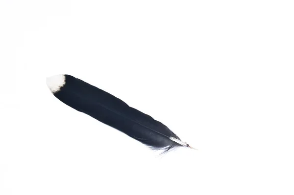 Black White Bird Feather White Background — Stock Photo, Image