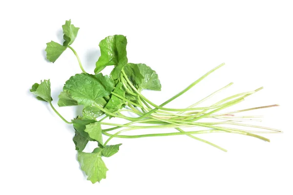 Gotu Kola or Centella asiatica tropical aquatic herb on white background