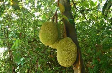 Çiftlikteki ağaçtan sarkan meyveler.