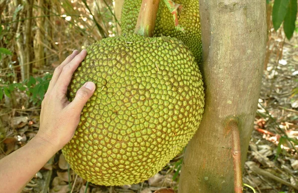 Mano Sosteniendo Jac Fruto Que Crece Colgando Rama Árbol Granja — Foto de Stock