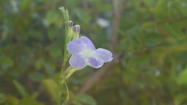 Bahçedeki kırkayak bitkisinin çiçeği