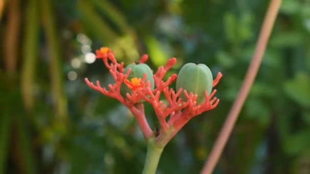 Buda Nın Göbek Çiçeği Bitki Bahçe Bahçesinde Ovalama Şişesi — Stok video