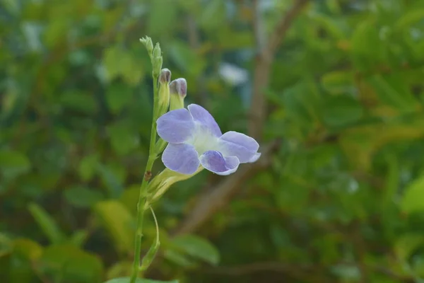 Blüte Der Tausendfüßlerpflanze Hinterhofgarten — Stockfoto