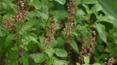 Fesleğen çiçeği tropikal bitki dalı ve yaprağı gökyüzü arka planında