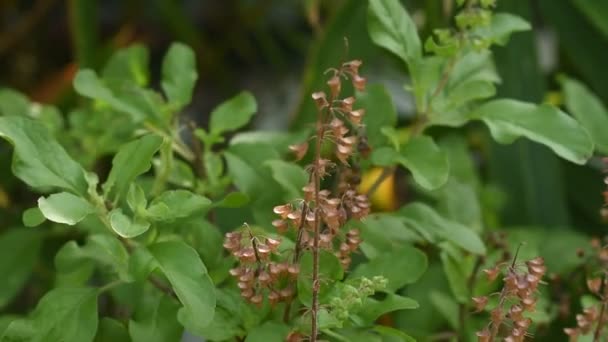 Βασιλικό Λουλούδι Τροπικό Κλαδί Βοτάνων Και Φύλλα Στον Κήπο — Αρχείο Βίντεο