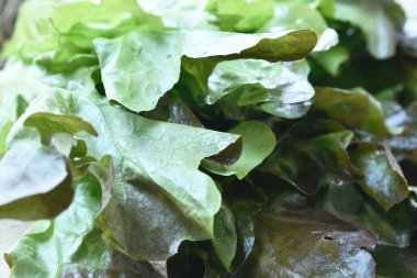 Beyaz arka planda bir damla suyla taze kırmızı meşe salatası.