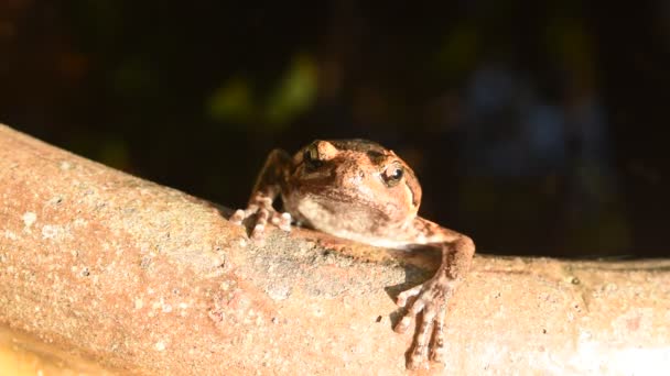 Frog Hanging Border Clay Blister Garden — Stock Video
