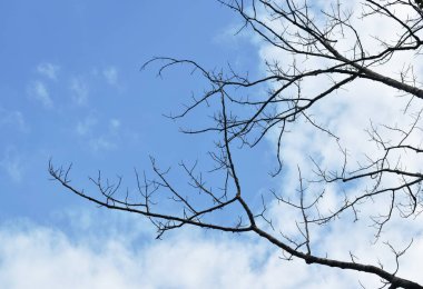  Kapok ağacı güneşli bir günde bahçeye yaprak döker.