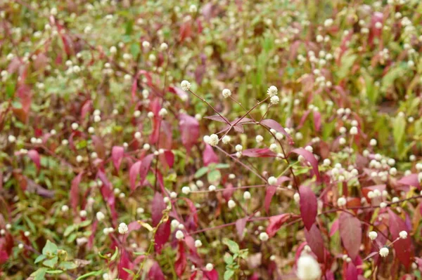 Dentata Robijn Tropische Plant Het Veld Voorspel — Stockfoto