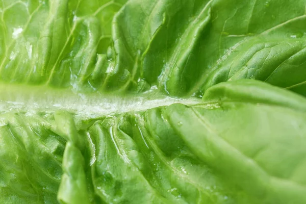 Fresh Green Cod Lettuce Vegetable Salad Drop Water Arranging White — Stock Photo, Image