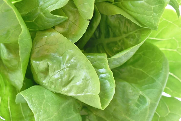 新鮮なグリーン レタスの野菜サラダに水の背景と食感を閉じ込めて — ストック写真