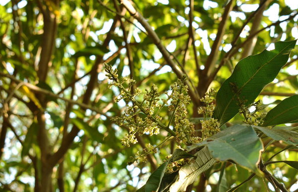 mango flower bloom at treetop and waiting rain for growth to be fruit on garden in summer