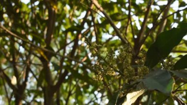 Mango çiçeği ağaçların tepesinde açar sulayarak büyümek için yazın bahçede meyve olur.