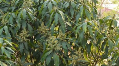 Mango çiçeği ağaçların tepesinde açar ve yazın bahçede meyve olması için yağmurun yağmasını bekler