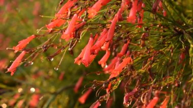 Havai fişek ya da mercan bitkisi Bahçede bir damla su ile kırmızı çiçek