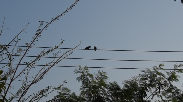 晴れた日には鳩の鳥のオスが電線にメスを入れ — ストック動画