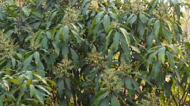 Kwiat Mango Kwitną Wierzchołku Drzewa Czeka Deszcz Wzrost Owoców Ogrodzie — Wideo stockowe