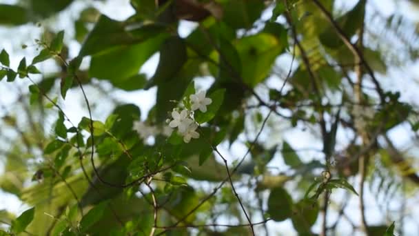 Dzika Woda Śliwka Biały Kwiat Wiszący Gałęzi Płynącej Wiatru Cios — Wideo stockowe